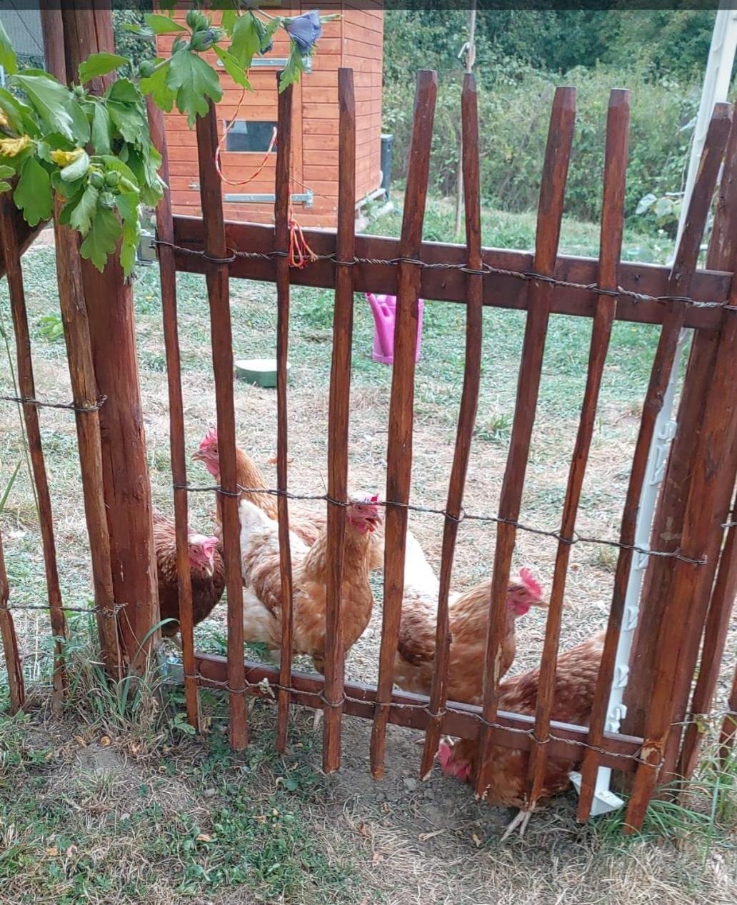 Orangerie Zimmer Gehaichnishof 7Born Maring-Noviand Ngoại thất bức ảnh